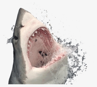Shark Head Transparent Background