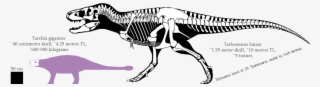 Dinosaur Skeleton, Dinosaurs, Skulls, Skull Art, Skull - Tyrannosaurus