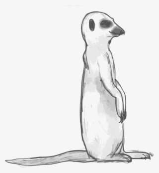 Meerkat Sketchy 1969px 444 - Black And White Meerkat