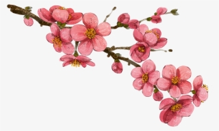 Drawn Cherry Blossom China - China Flower Drawing