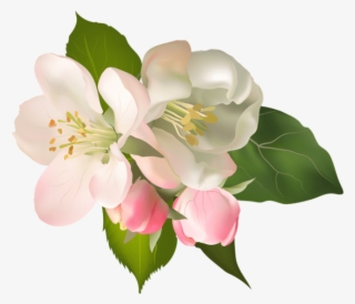 Blossom Spring Fower Png - Pear Blossom Flower