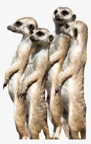 Meerkat