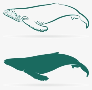 Graphic Download Sperm Whale Baleen Lovely Transprent - Whales