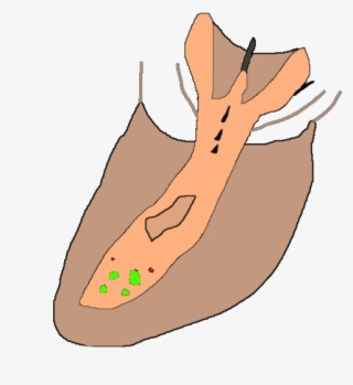 Pork Ray Conceptfauna - Illustration