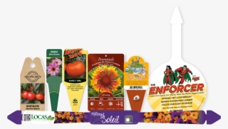 Macore Has Many Shapes Available To Put Your Existing - Common Zinnia