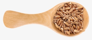 Wheat Berries - Dinkel Wheat