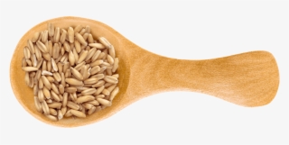 Spelt - Barley