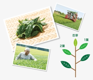 Grow Teasお茶を作る - Plantation