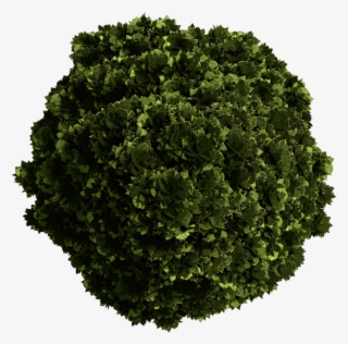 Grass