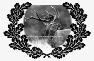 Image1 - Elk