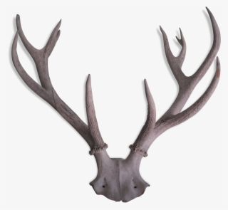 Reindeer