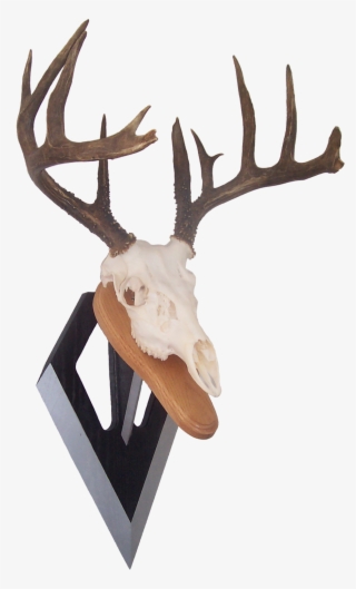 Bowhunter Bowhunting, Antlers, Longbow, Horns, Archery - Reindeer