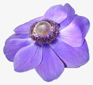 Anemone Flower Violet Nature Transpa Background Free - Flor Violeta Png
