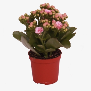 Don Alano - Flowerpot