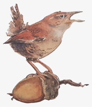 Jackie Morris Explains How The Idea For This Book Came - Carolina Wren