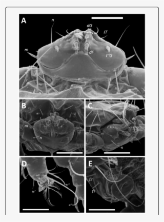 Different Views Of A Female Of Ophioptes Ekans N - Computed Tomography