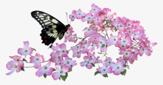 Butterfly, Dogwood, Flowers - Png Butterfly In A Flower