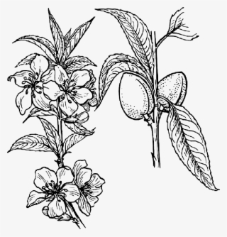 Collection Of Free Branches Flower Download On - Plant Clip Art