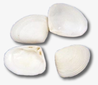 Pebble