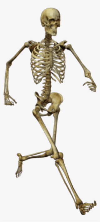 Download Running Skeleton Png Images Background - Human Skeleton Png