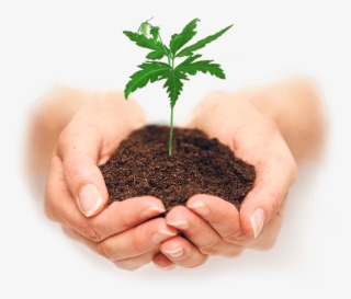 Conheça-nos - Plant In Hand