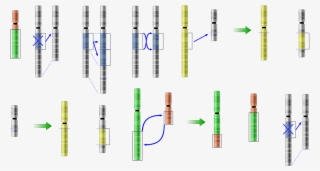 An Apollo Mutation Primer - Diagram - 1210x776 PNG Download - PNGkit