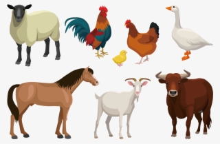 1500 X 1500 6 - Farm Animals Png Free