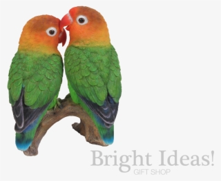 Love Birds Exotic Real Life Birds - Love Birds Png Gif
