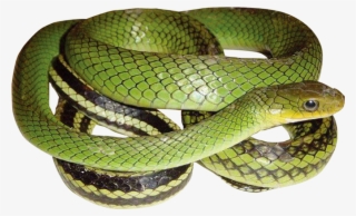 Green Snake With Transparent - Ptyas Korros Green