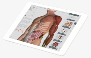 The 3d4medical Student Ambassador Program Gives You - Illustration