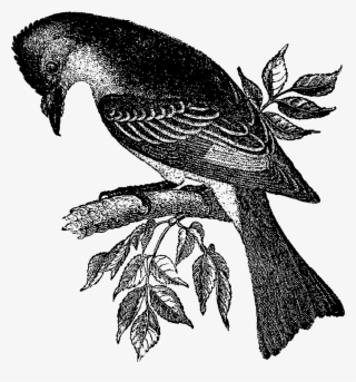 Digital Bird Downloads - Perching Bird