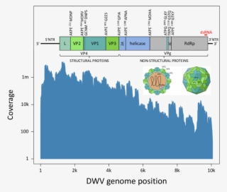 Our Bowtie Mapping Shown Together With Inferred Cleavage - Diagram