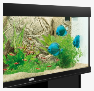 Find Dealer Facebook E-mail - Juwel Digital Thermometer 2.0