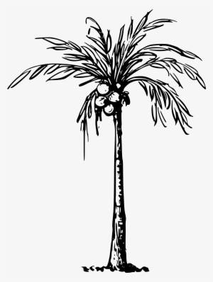 Coconut Palm Svg Black And White Download - Clip Art Of Coconut Tree