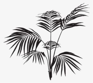 Black Palm Leaves Png