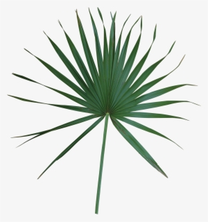 Simple - Saw Palmetto Extract