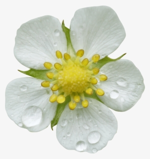 35 Photo Fleurs Detourees Png Gratuite - Cinquefoils Png