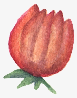 Hand Painted Orange Red Flowers Watercolor Transparent - Orange