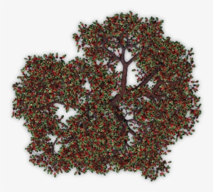 Appletree4 Blu - Fruit Trees Plan Png