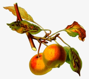 This Free Icons Png Design Of Apple Tree 2