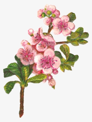 Png Transpa Antique Images Botanical Art Flower Digital - Apple Blossom Png Clipart