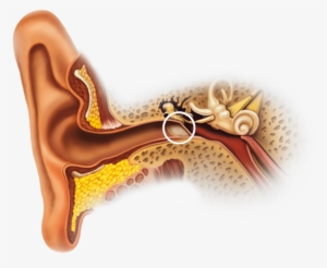 The Inner Ear - Oido Anatomia Png