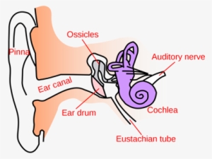 Anatomy Of The Ear - Simple Anatomy Of Ear