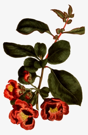 Medium Image - Chaenomeles Speciosa Illustration