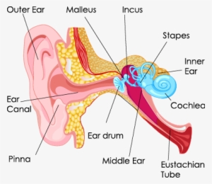 Middle Ear Fluid - Part Of Human Ear