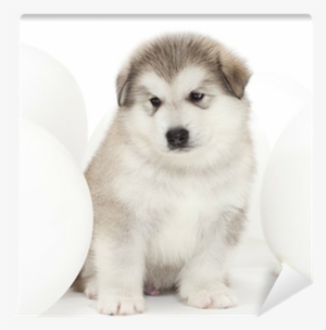 Malamute Puppy With White Balloons Wall Mural • Pixers® - Balloon