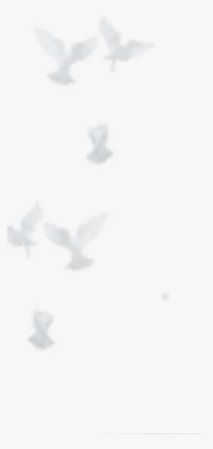 Anna Lisa Hernandez, Aka “the Dove Lady”, Officially - Province Of Bergamo