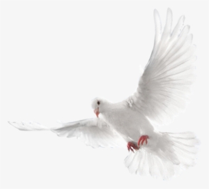 Mq White Dove Bird Birds Animal Animals - Arctic Tern