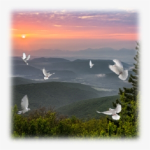 Dove Releases Help Make That Special Day Memorable - Pigeons And Doves