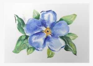 Vergissmeinnicht Bild Aquarell